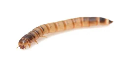 Worm on white background. macro Stock Photos