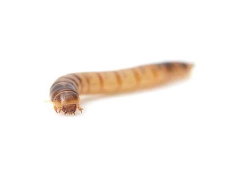 Worm on white background. macro Stock Photos