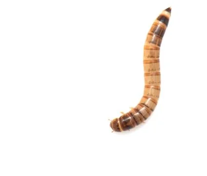 Worm on white background. macro Stock Photos