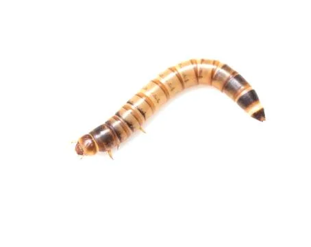 Worm on white background. macro Stock Photos