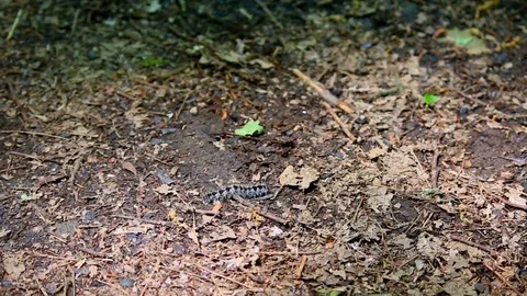 Worm in the woodland Stock Footage 73737227