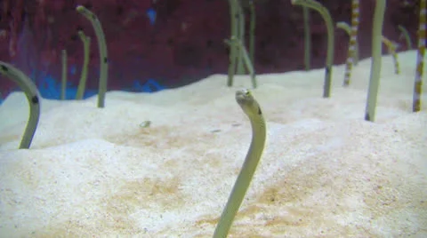 Wormfish Видео 25915489