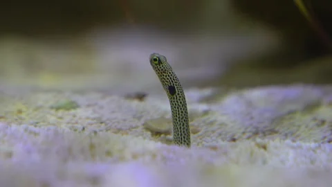 Wormfish sticking in the ground Stock Footage 251760198