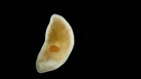Worm(flatworm) family Polycystididae under a microscope, Turbellaria class Stock Footage 233238585