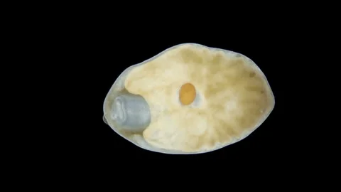 Worm(flatworm) family Polycystididae under a microscope, Turbellaria class Stock Footage 257539931