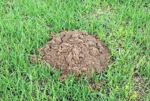 Wormholes in the fields Stock Photos