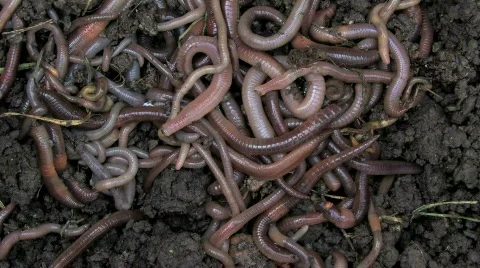 Worms 1 Stock Footage