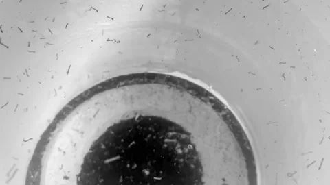 Worms and insects in the contaminated water Stock Footage 253795267