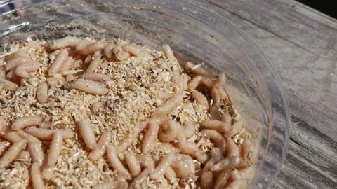 Worms and larvae move in a plastic plate. Maggot white, fish food. Stock Footage 146777634