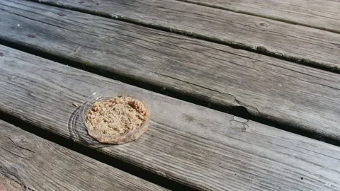 Worms and larvae move in a plastic plate... | Stock Video | Pond5