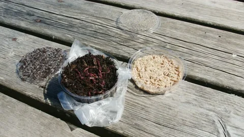 Worms and larvae move in a plastic plate. Maggot white and colorful, fish food. Stock Footage 146778039