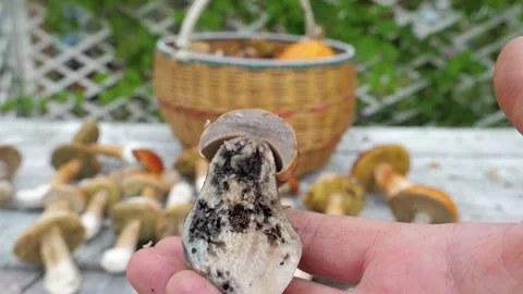 Worms and Maggots in young edible Mushroom. Pest invasion. Fly larvae Stockbeeldmateriaal 147011782