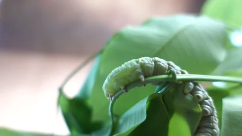 Worms are climbing on the branches. 스톡 동영상 107378439