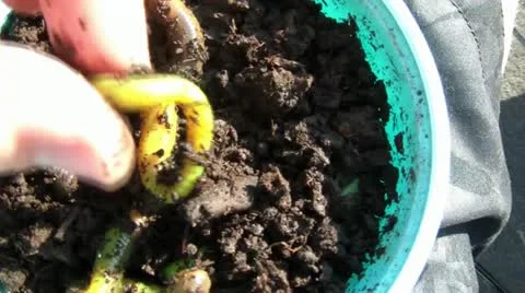 Worms Being Picked Up Stock Footage 12617179