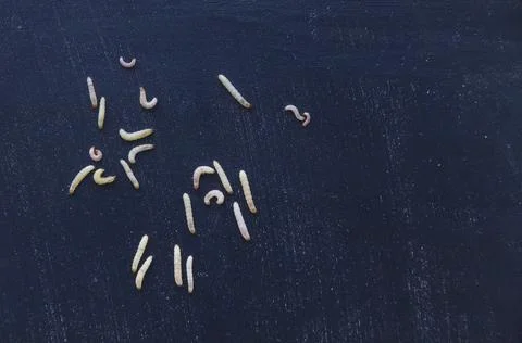 Worms on a black background. Place for text Stock Photos