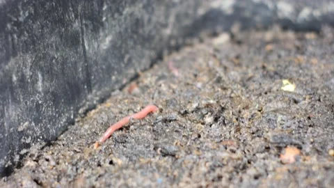 Worms in a compost Stock-Footage 194976187