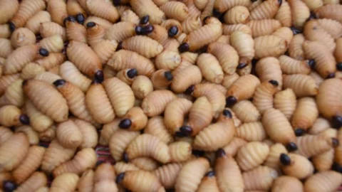Worms in the container Stock Footage 130138968