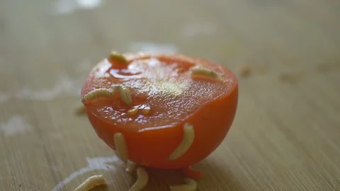 Worms Crawilng over a Tomatoe Stock Footage 90179932
