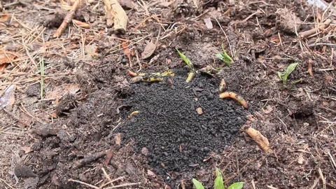 Worms crawl in the ground Stock Footage 120161522