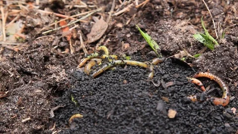Worms crawl in the ground Stock Footage 120161537