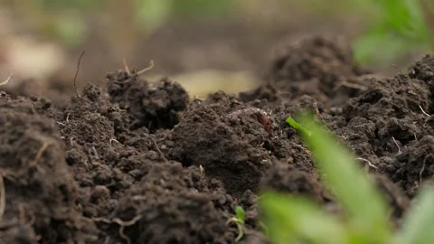 Worms crawl out of the ground during digging Stock Footage