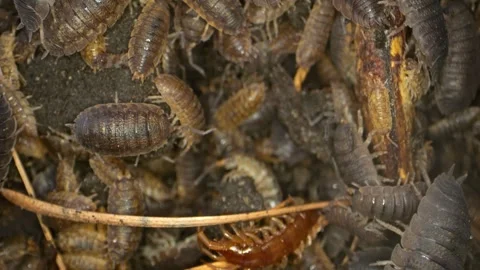 Worms crawl over each other in a close-up shot, the entire screen alive wit.. Stock Footage 267990884