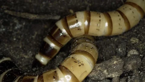 Worms Crawling in the Dark Dirt Stock Footage 130227301