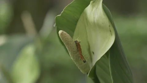 Worms crawling Stockbeeldmateriaal 141661646