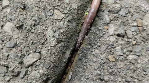 Worms crawling on the paving blocks come out of the ground Stockbeeldmateriaal 309083938