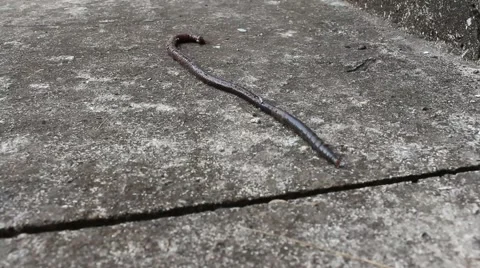 Worms crawling on the sand Stock Footage 58625871