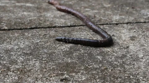 Worms crawling on the sand Stock Footage 58625872