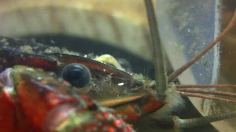 Worms on Crayfish Head Vidéo 57865356