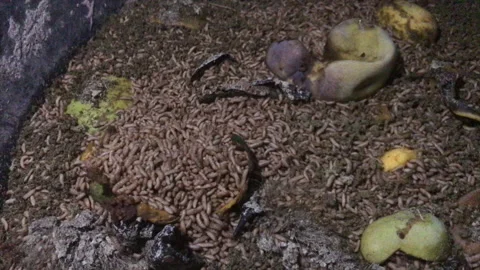 Worms digest food waste to compost Stock Footage 157551604