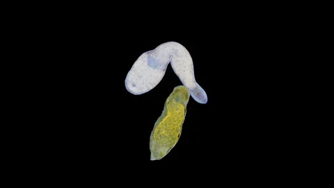 Worms Dinophilus taeniatus and Monocelis sp. under microscope, White Sea. Stock Footage 297946020
