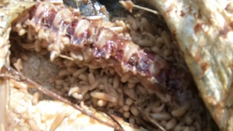 Worms eat fish Video stock 131312860