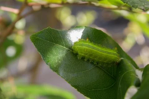 Worms eat leaves on trees. Stock Photos