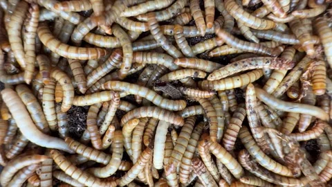 Worms for exotic animals. Stock-Footage 310518974