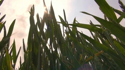 Worm's-eye view of barley field in a windy atmosphere Stock Footage 92891275