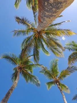Worm's-Eye View of Coconut Palms Against Deep Blue Sky Stock Photos