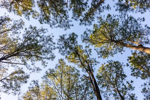 Worm's-eye view on crown shyness of changing color pine trees. Stock Photos