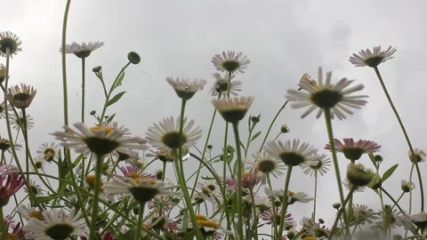 Worm's-eye view of delicate wild daisies against a heavy overcast gray sky. Stock-Footage 334352657