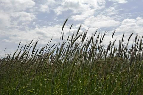 Worm's eye view on in field with rye against blue sky in summer. Stock Photos