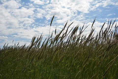Worm's eye view on in field with rye against blue sky in summer. Stock Photos