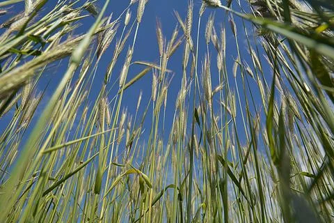 Worm's eye view on in field with rye against blue sky in summer. Stock Photos