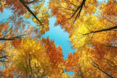 Worm's eye view in a forest in autumn Stock Photos