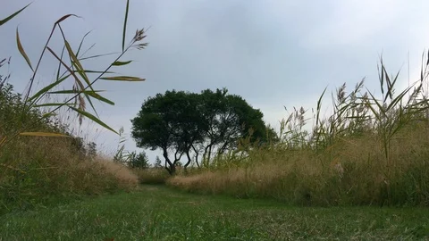 Worm's eye view of grass path leading to sloe tree on cloudy day in Sweden Stock Footage 127439128