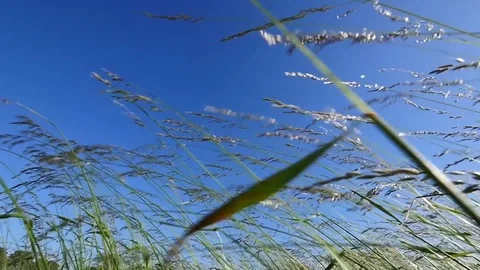 Worm's-eye view of grass waving in summer wind in slow motion Stock-Footage 77088656