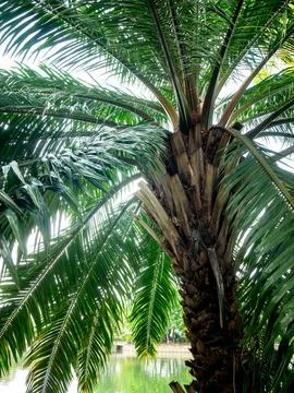 Worm's eye view looking up at oil palm tree trunk with radiating fronds and.. Stock Photos