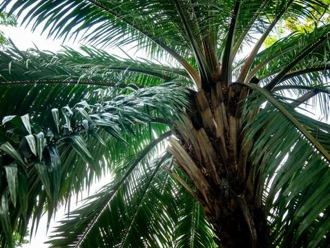 Worm's eye view looking up at oil palm tree trunk with radiating fronds and.. Stock Photos
