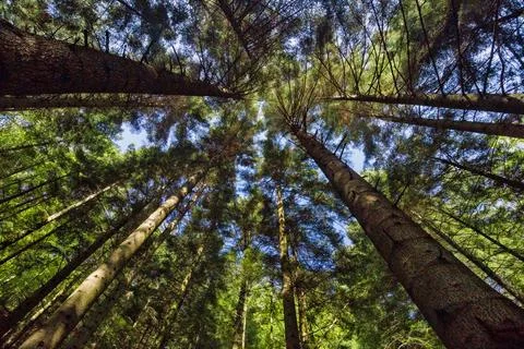 Worms Eye View Looking Up at Tall Pine Tree Canopy Foto stock